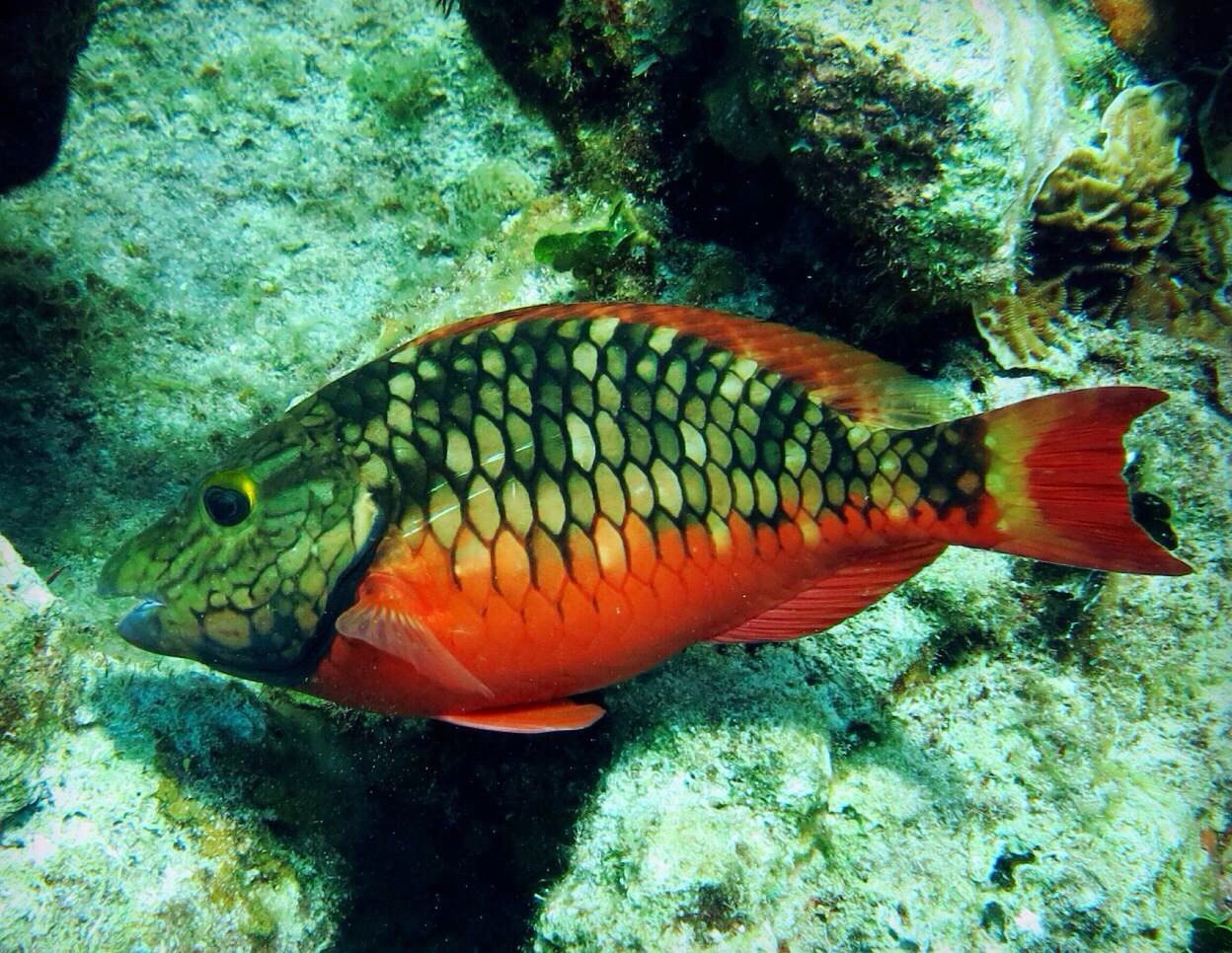 cayman islands 开曼群岛-幻梦