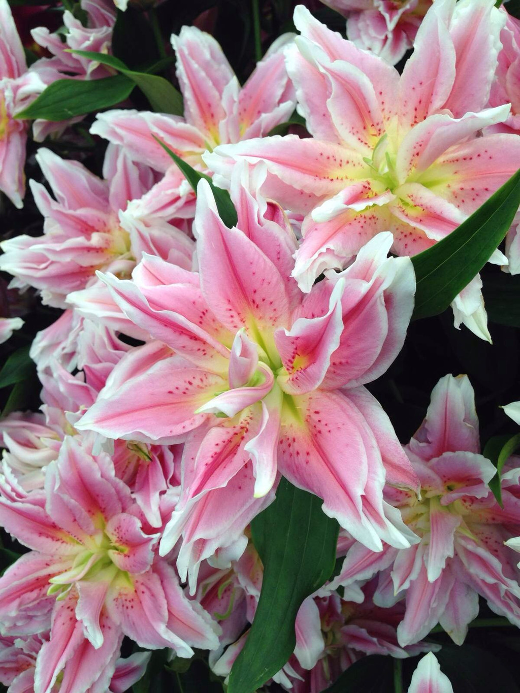 rhs flower show in tatton park