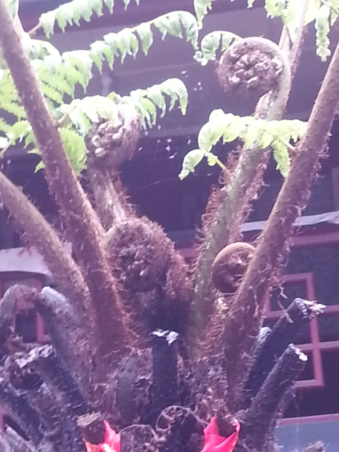 成都5天4晚一天游玩乐山和峨眉山 - 成都游记攻