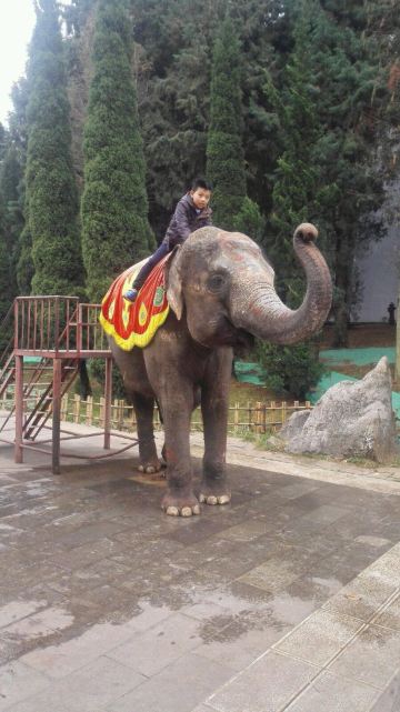 骑大象照相,一次20元 云南民族村