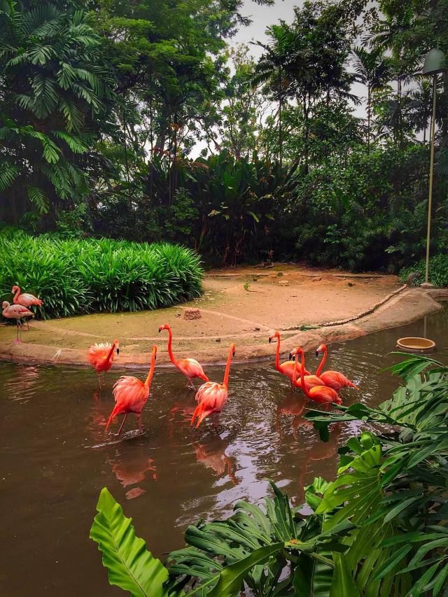 新加坡飞禽动物园