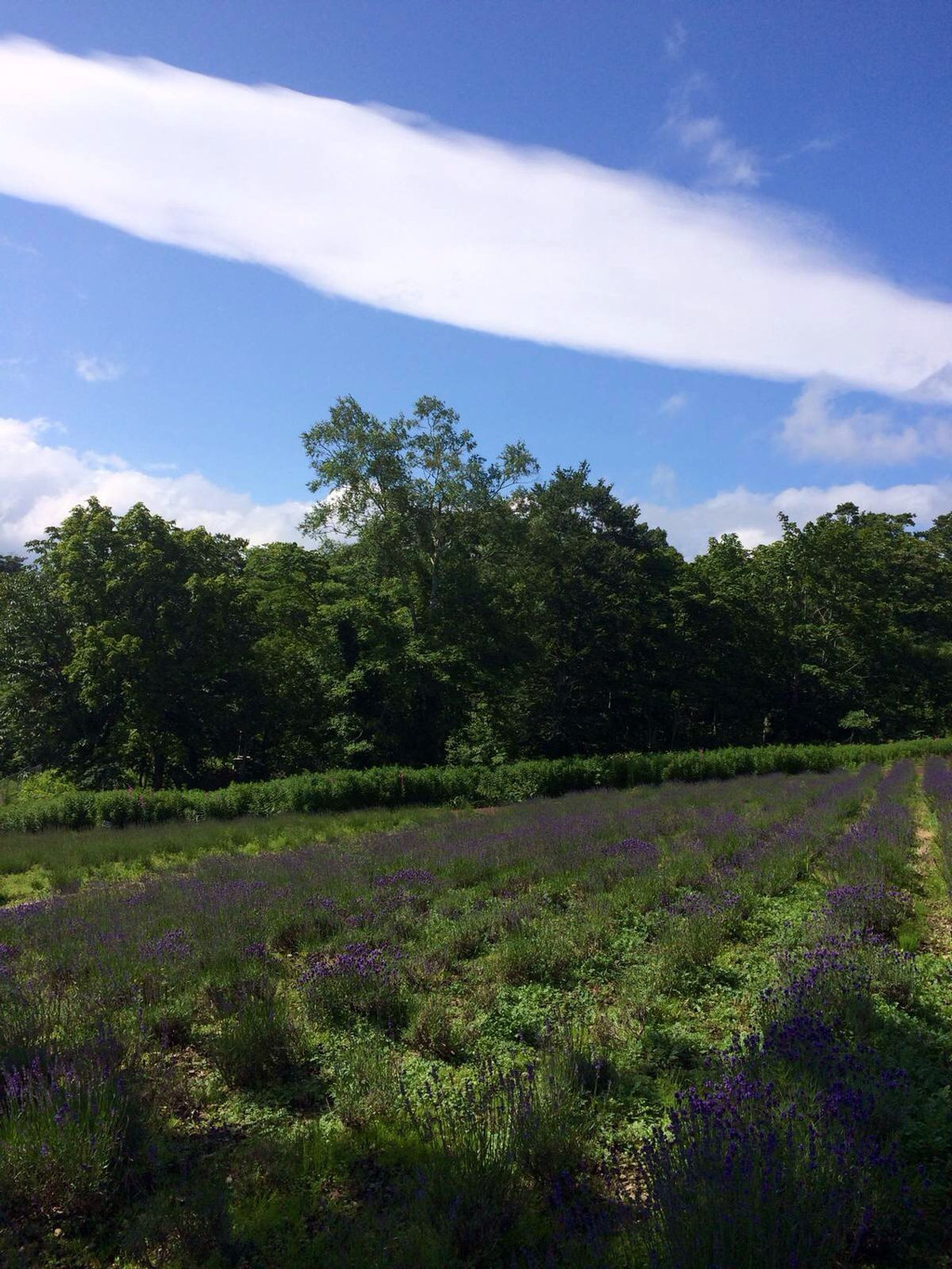 群馬縣 沼田 薰衣草園