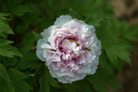 白牡丹,最华贵的一种,蜂缠蝶绕,何况凡人乎.