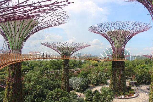 空中步道环绕的超级树.