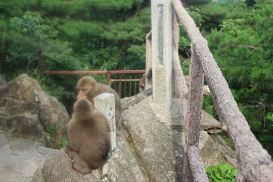 你们在开会么.后面还有只小猴子.