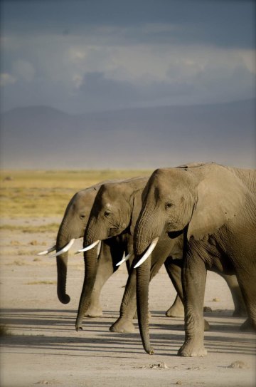 高清大片动物世界 肯尼亚 - 芝麻tu