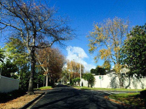 城市里的绿荫小道 开普敦