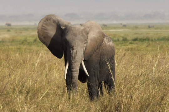 大象,一只,没有拖家带小,初步鉴定为公的. 安波塞利国家公园