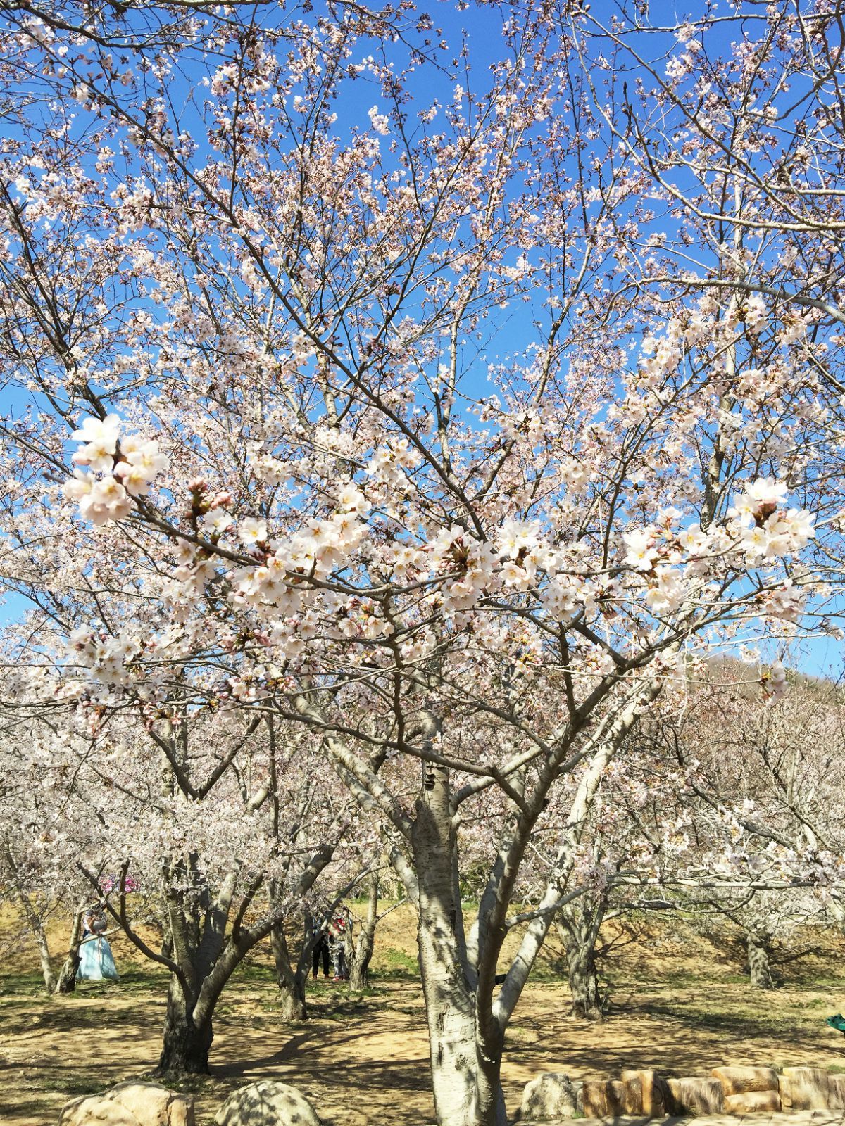 面朝大海,春暖花開櫻花綻放【大連】