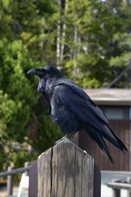 乌鸦比鸡大 黄石大峡谷