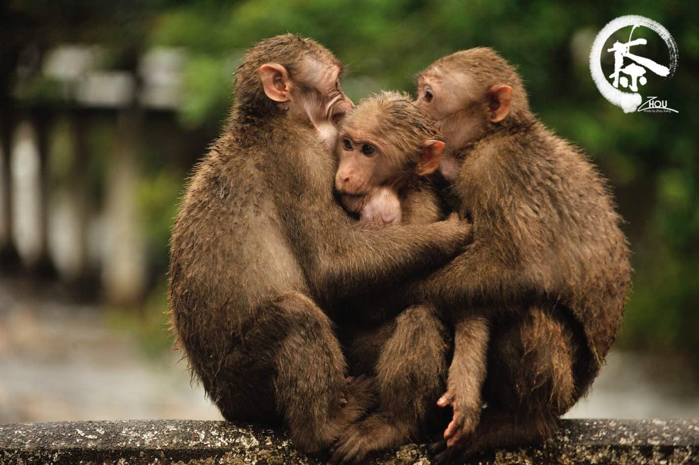 村:来看关里的猴子    由于环境保护得好,这里随处可以看到野生动物