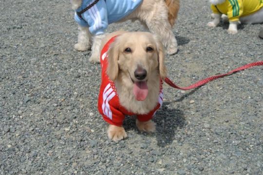 鹤舞公园里面遇到的矮脚狗,哈哈,有点金毛的影子