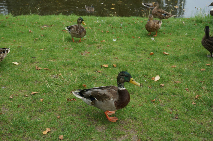 初访欧洲4日--荷兰比利时大暴走
