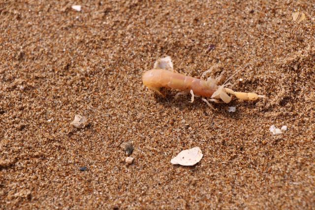 皮皮虾幼崽是什么样子图片