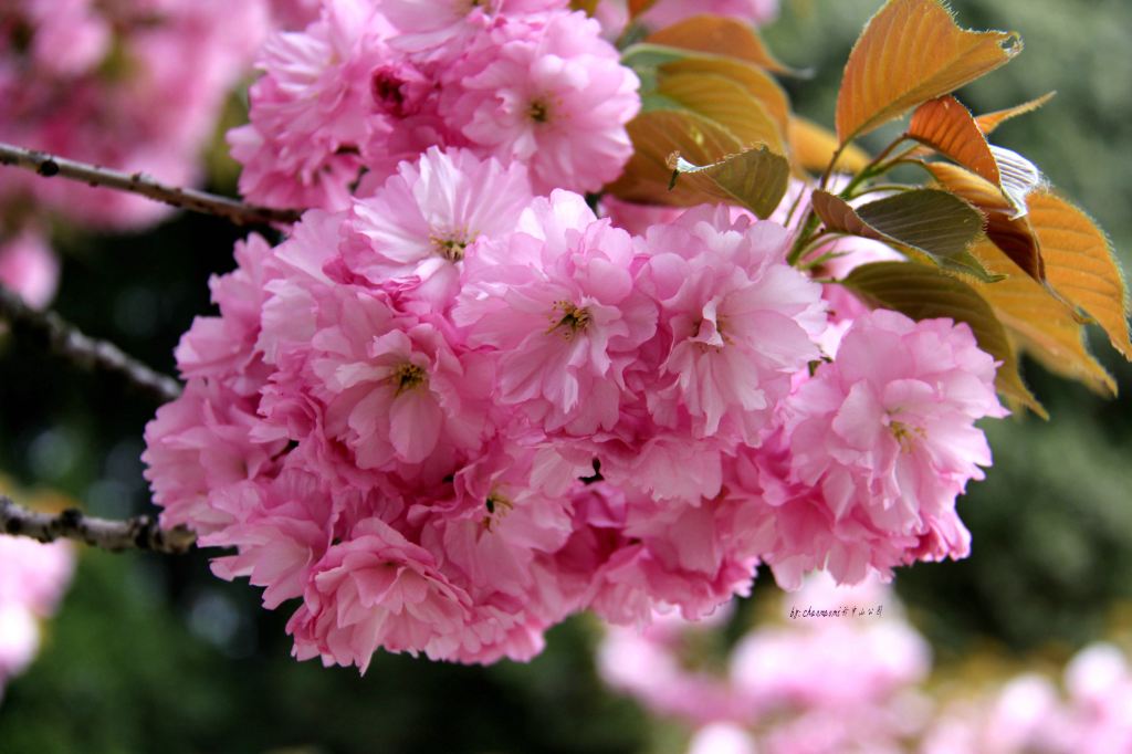 青岛#心动春之旅#双樱绽放