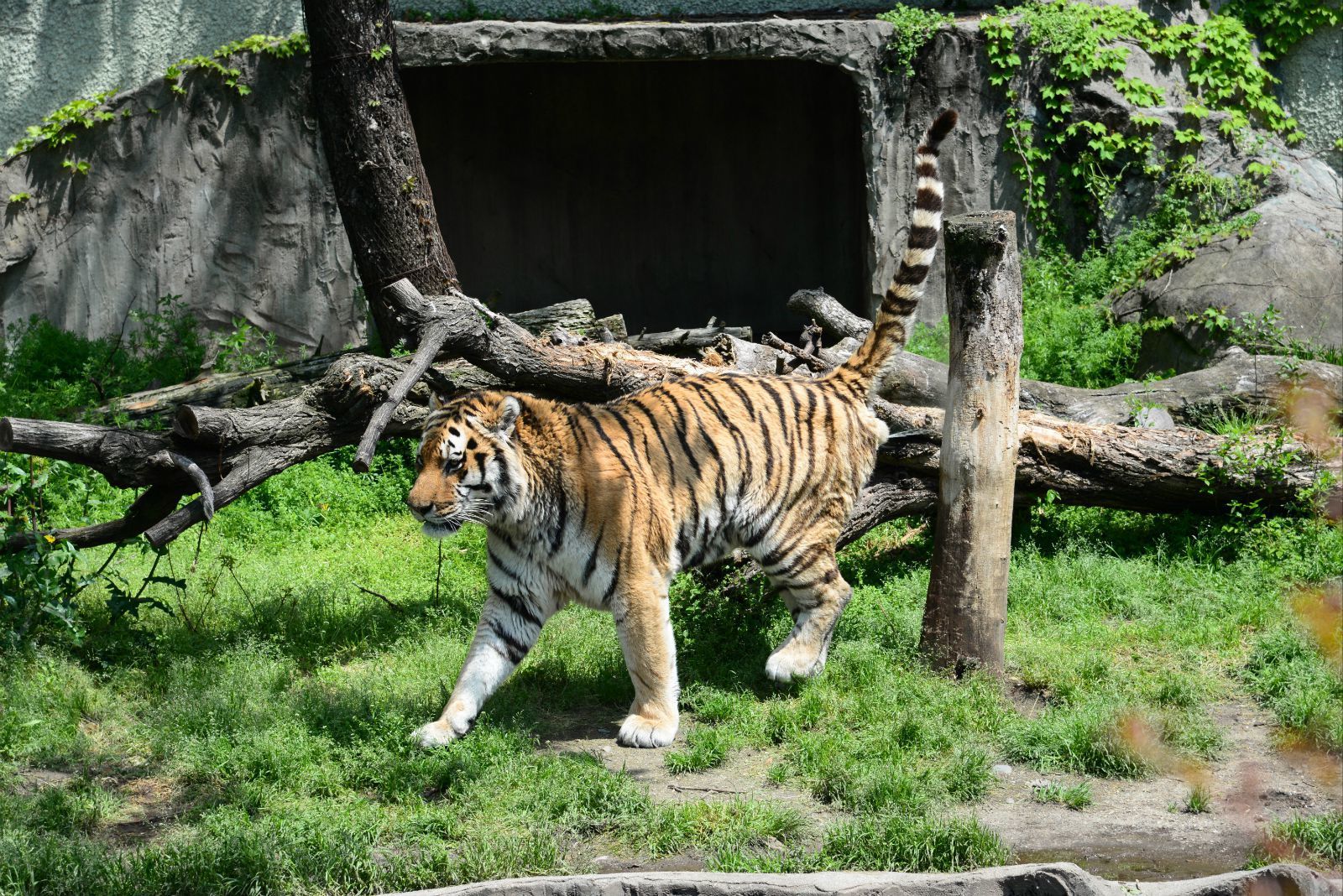 老虎很干净,也很活跃,一直在走动 大阪天王寺动物园