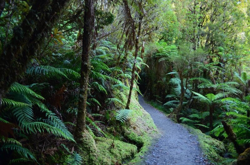 温带雨林遍布蕨类植物,不经意间迎面飘来精灵呀～ 马松森湖
