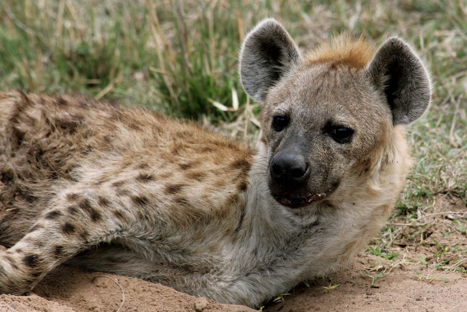 高清大片动物世界 肯尼亚 - 芝麻tu