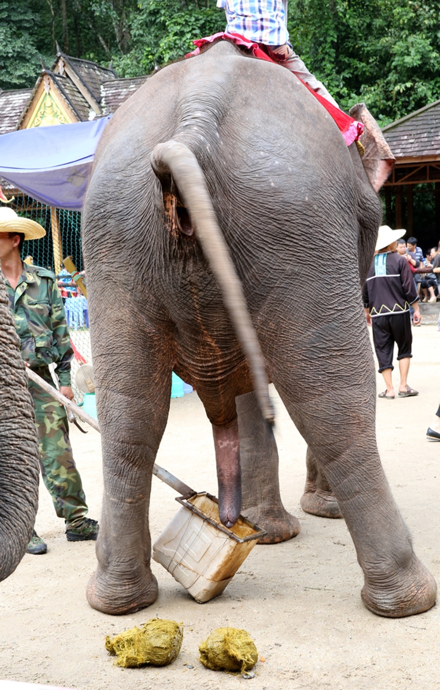 主要就在快轮到儿子骑大象的时候,儿子说,可别我坐的大象拉屎了,话音