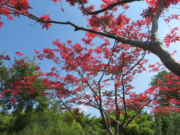 沈阳飞南京机票图片
