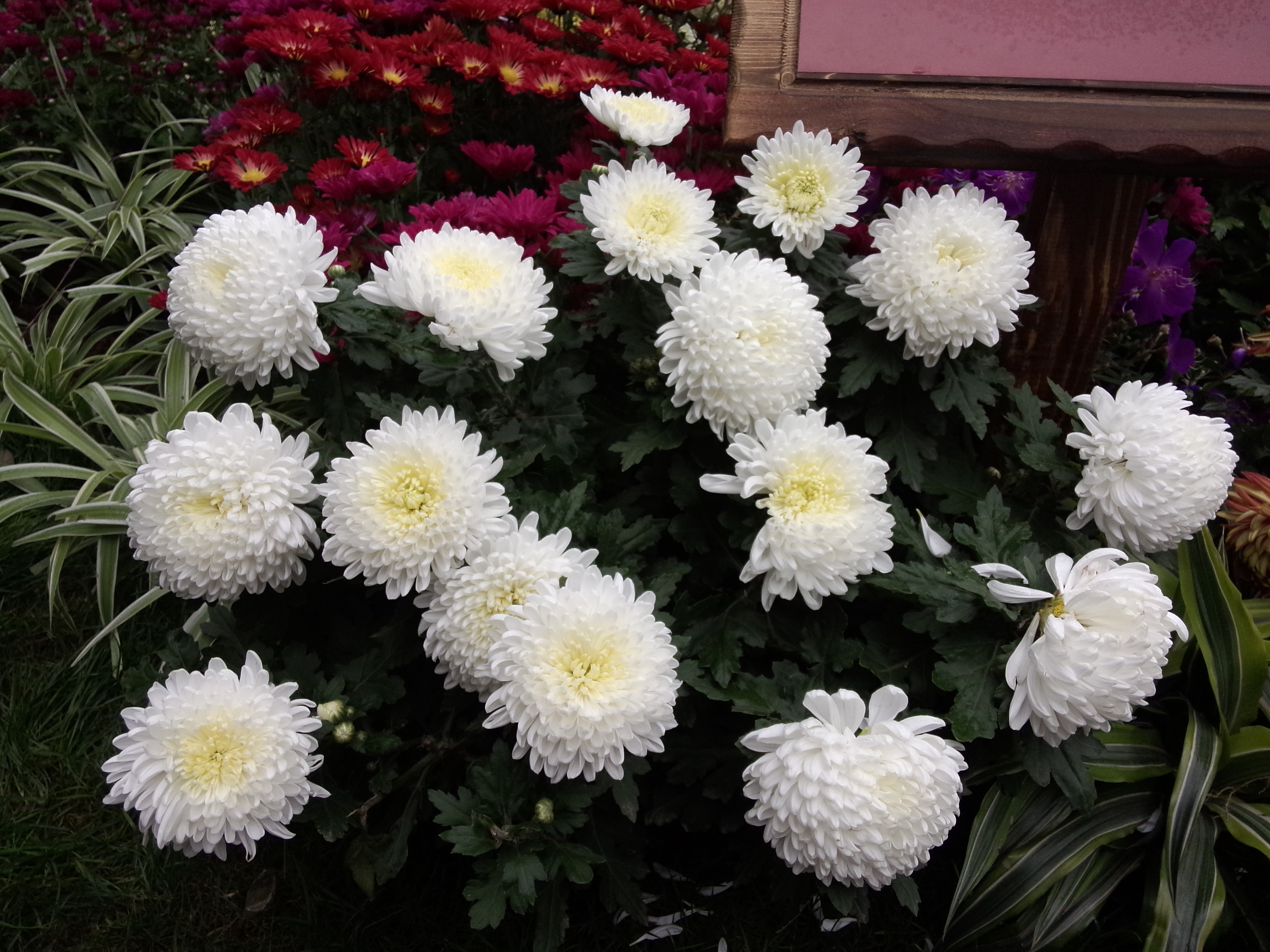 喜欢白色的菊花,很是纯洁. 植物园西门展