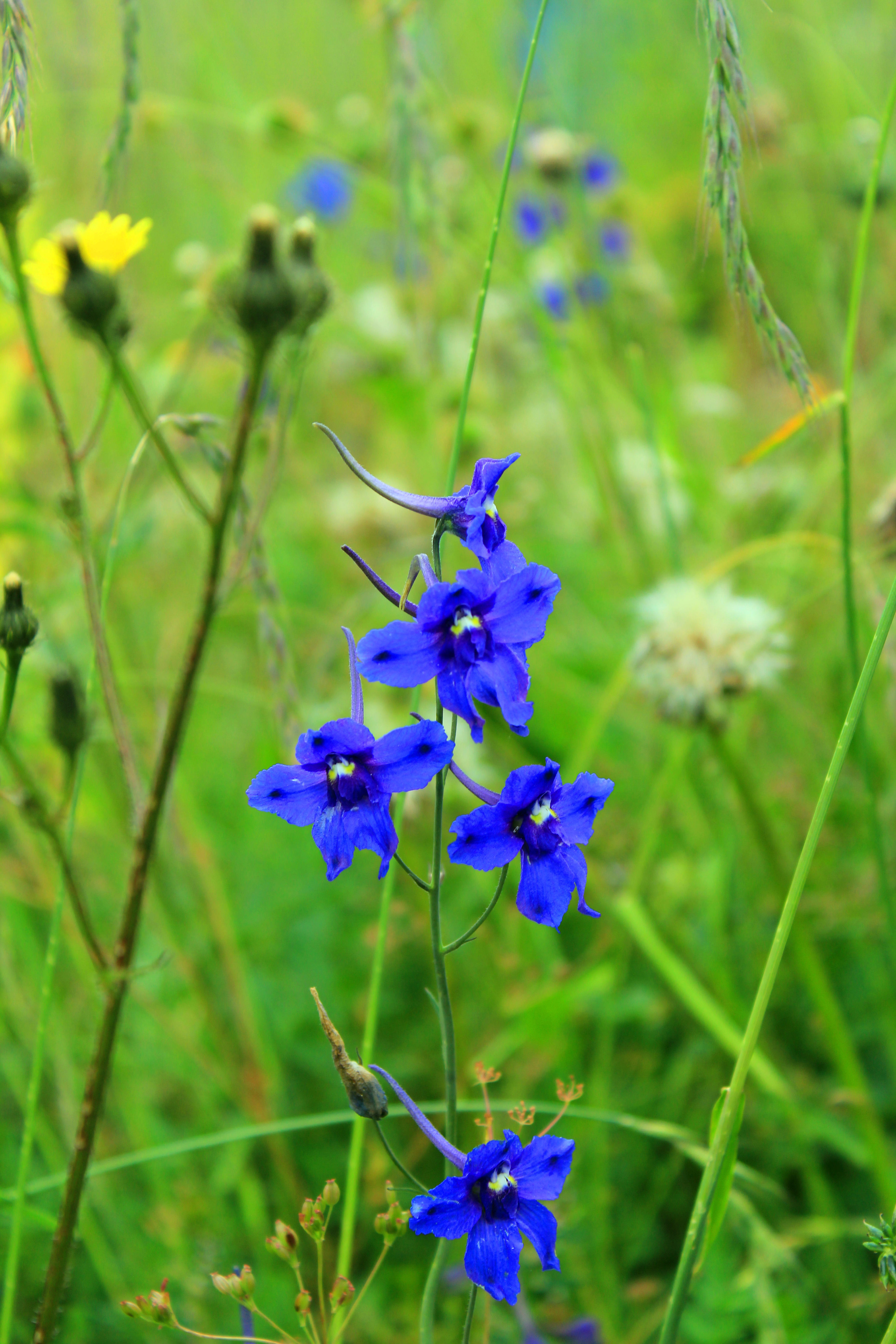 翠雀花优雅的身姿在草原上显得很脱俗. 红原—若尔盖大草原