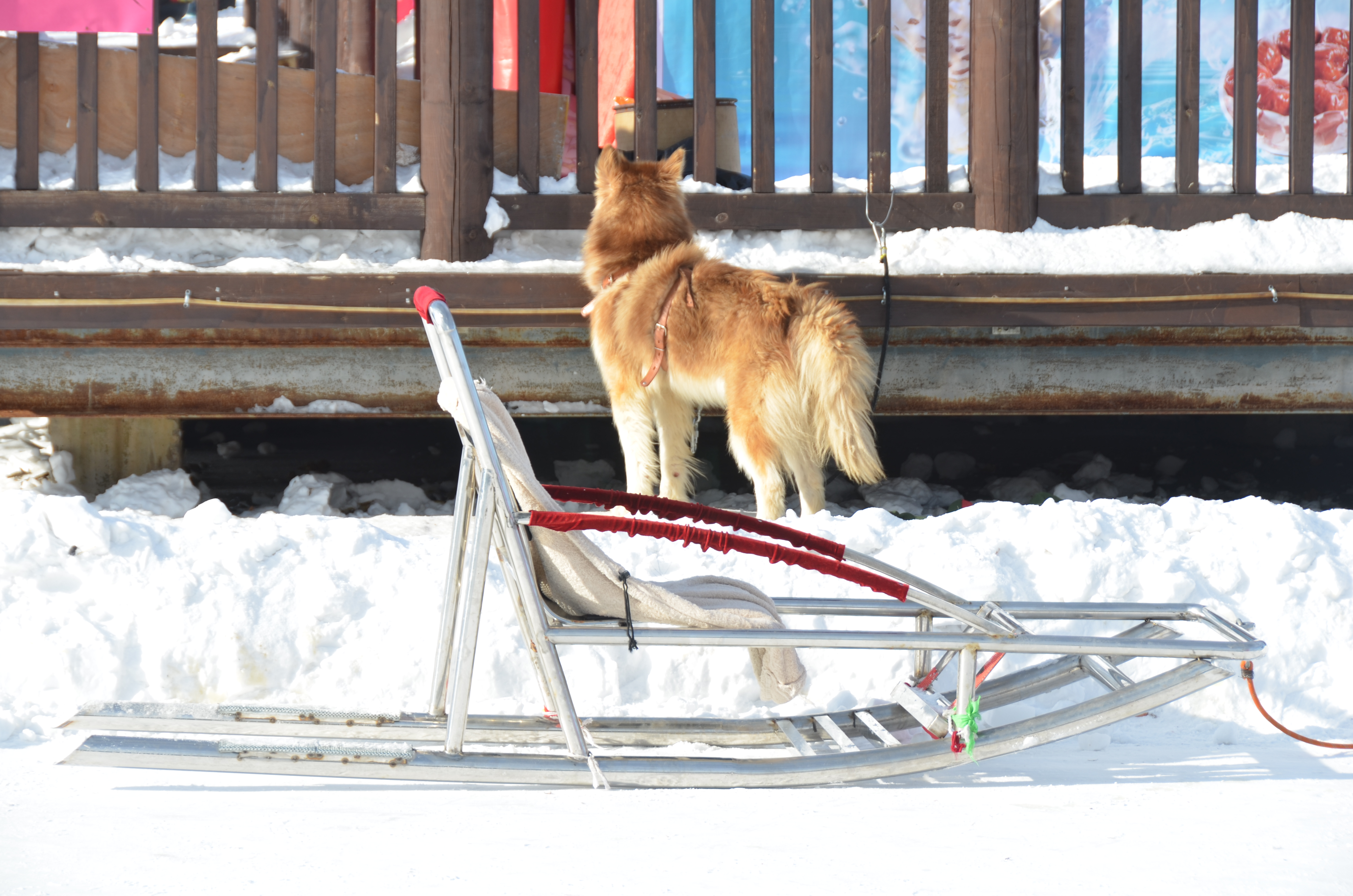 狗拉雪橇,据说是阿拉斯加犬 佛库伦冰雪世界