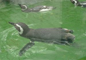 【携程攻略】南通上海野生动物园一日游【南通