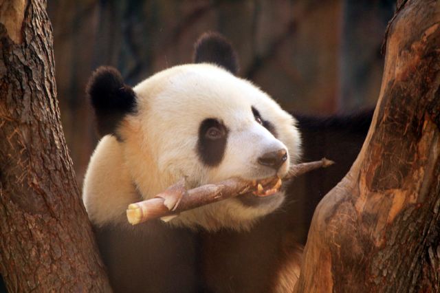 武林萌主大熊猫【取景于大连森林动物园熊猫馆】