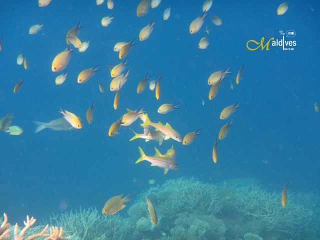 天蓝与海蓝之间 深蓝与浅蓝之中】马尔代夫~A