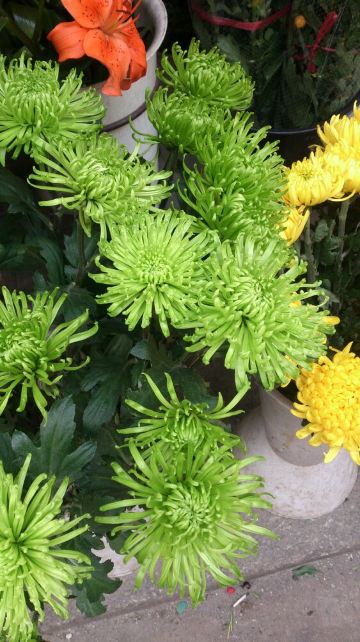 头次见过绿色菊花