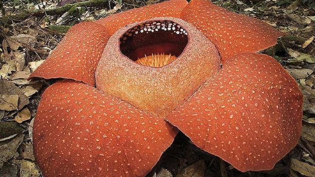 rafflesia forest reserve centre