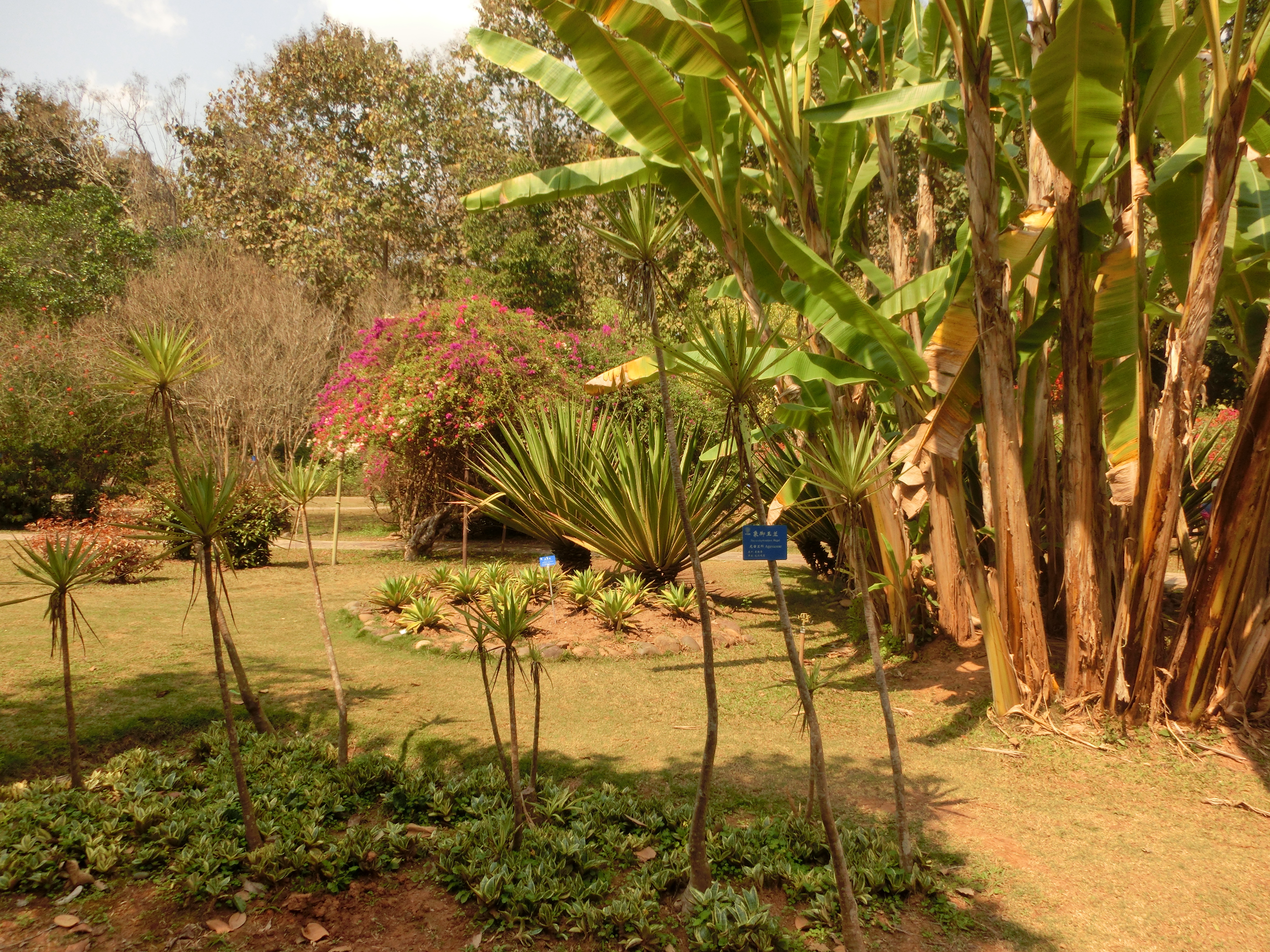 西雙版納——世外桃源般的熱帶植物園