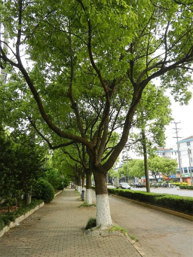 上海香樟树,上海街头香樟树,香樟树叶片_大山谷图库