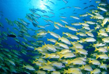 「亲子游」北海海洋馆+游轮出海观光·2人起上门接·出行无忧【海洋馆探秘 + 游轮出海双体验，覆盖孩子好奇心与亲子互动需求，玩法丰富不单调。】