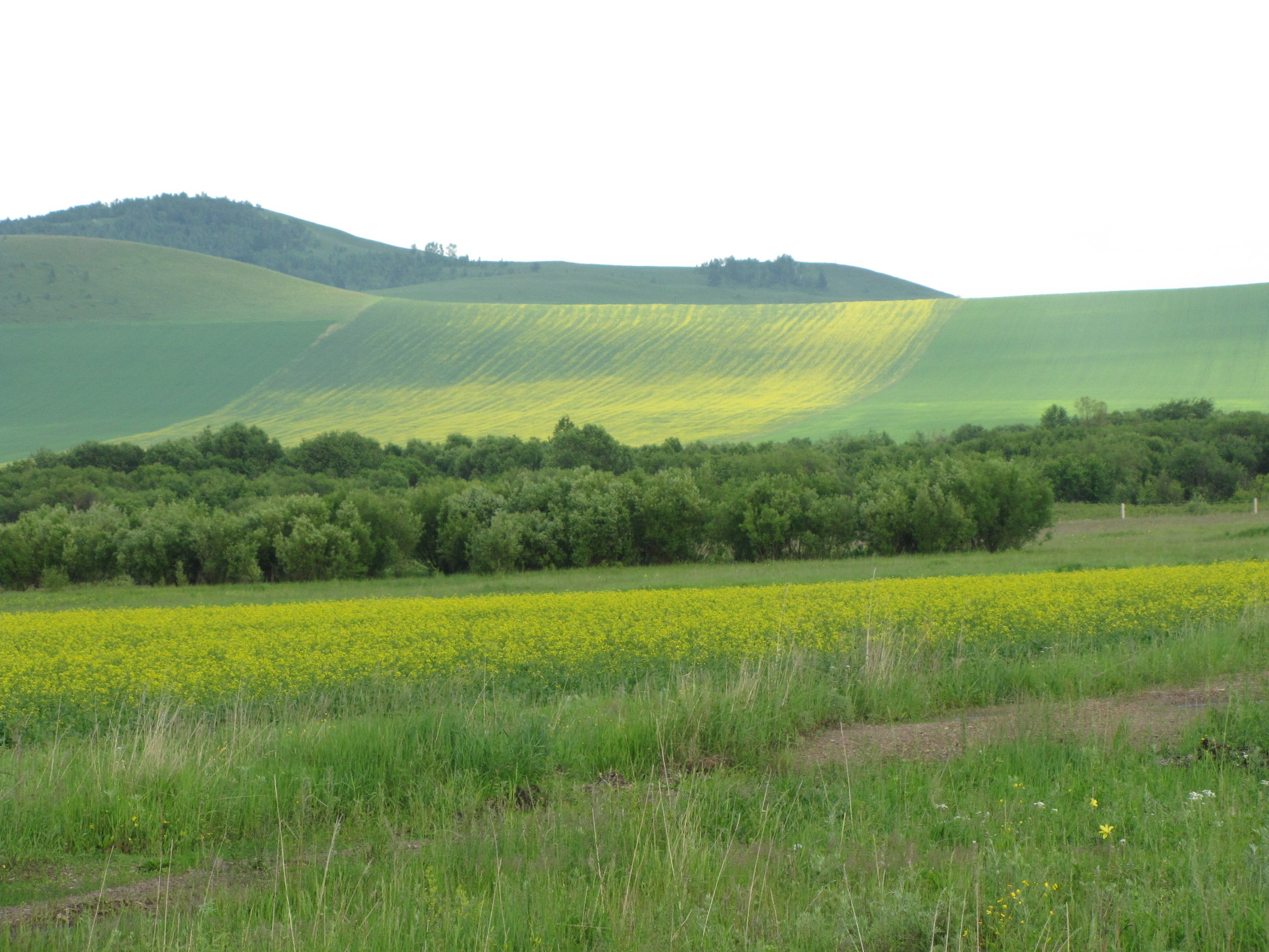 宁夏盐池人工封育草原植物生态位研究