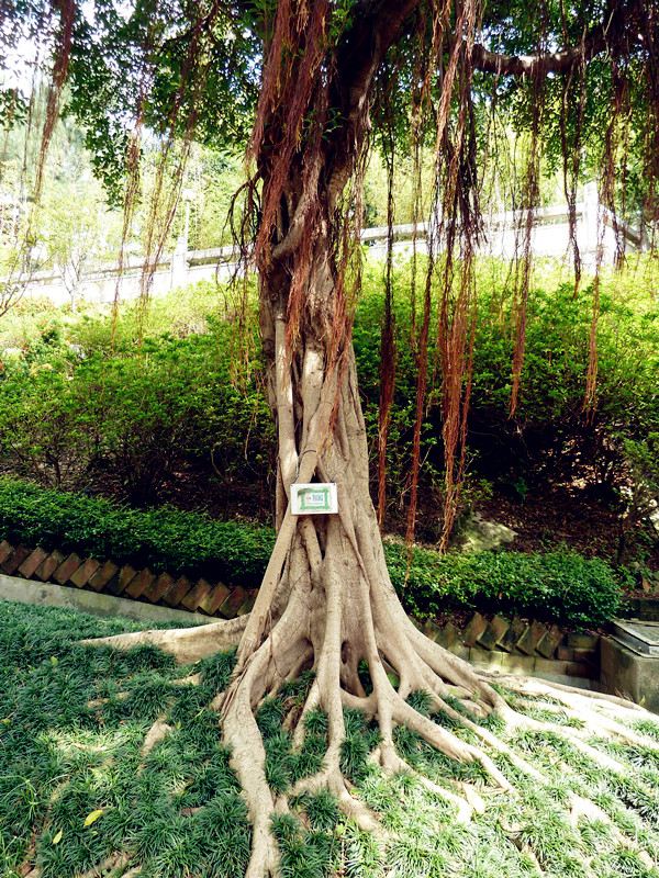 阔叶榕树,阔叶树叶(第3页)_大山谷图库