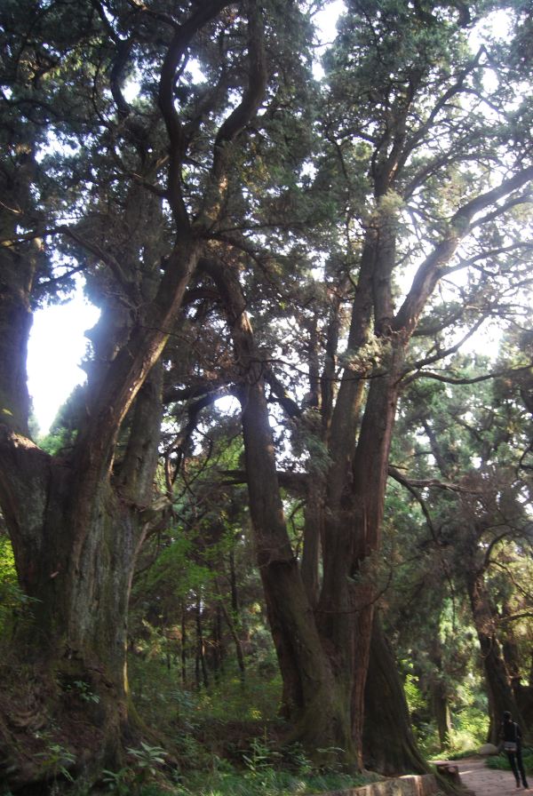 2014一元門票廣元深度遊(五,翠雲廊--皇澤寺)