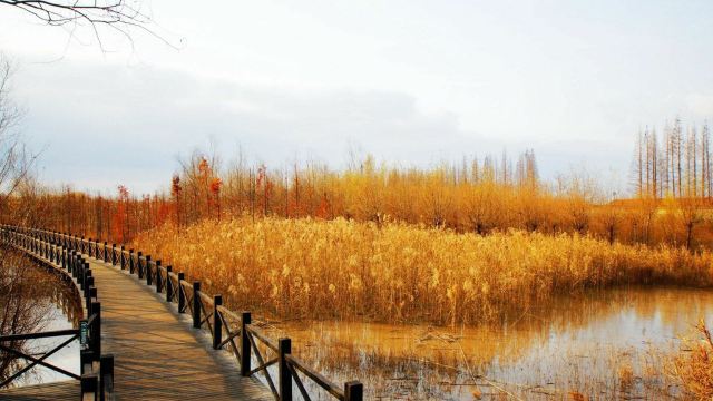 西沙湿地公园门票,崇明西沙湿地公园攻略/地址/图片/门票价格【携程