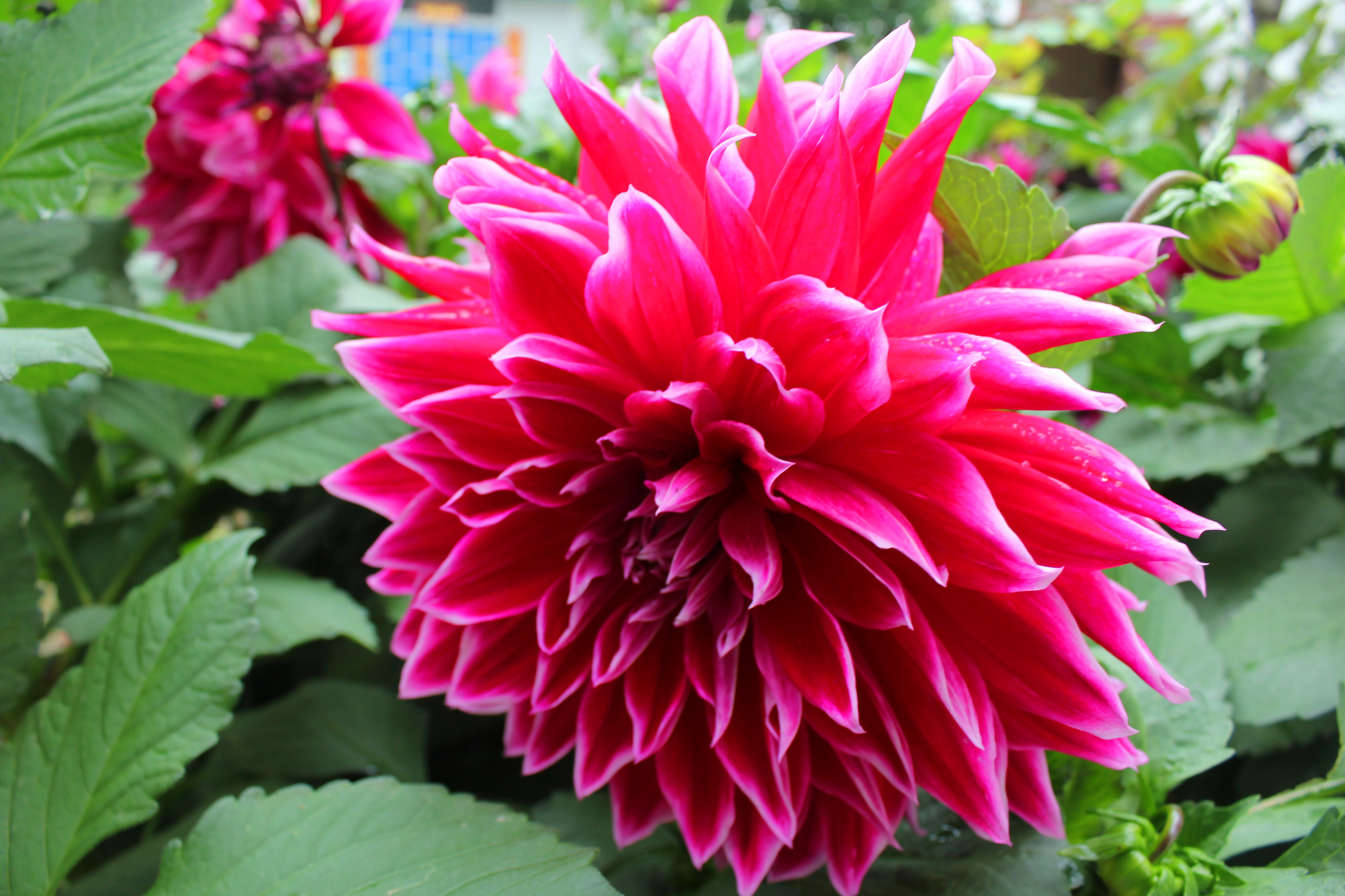 硕大的芍药花. 松潘古城