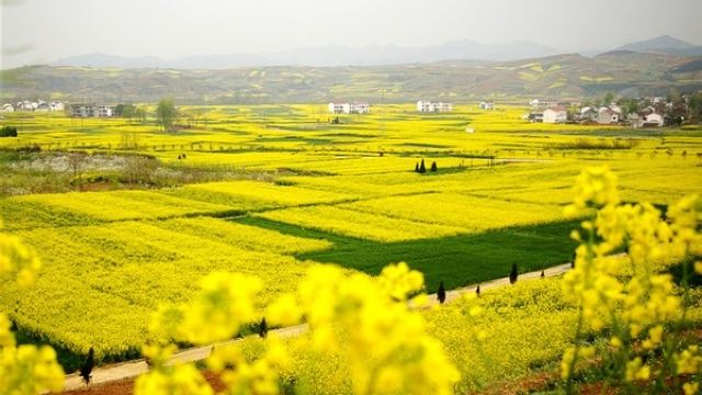 合肥空港油菜花田地址图片