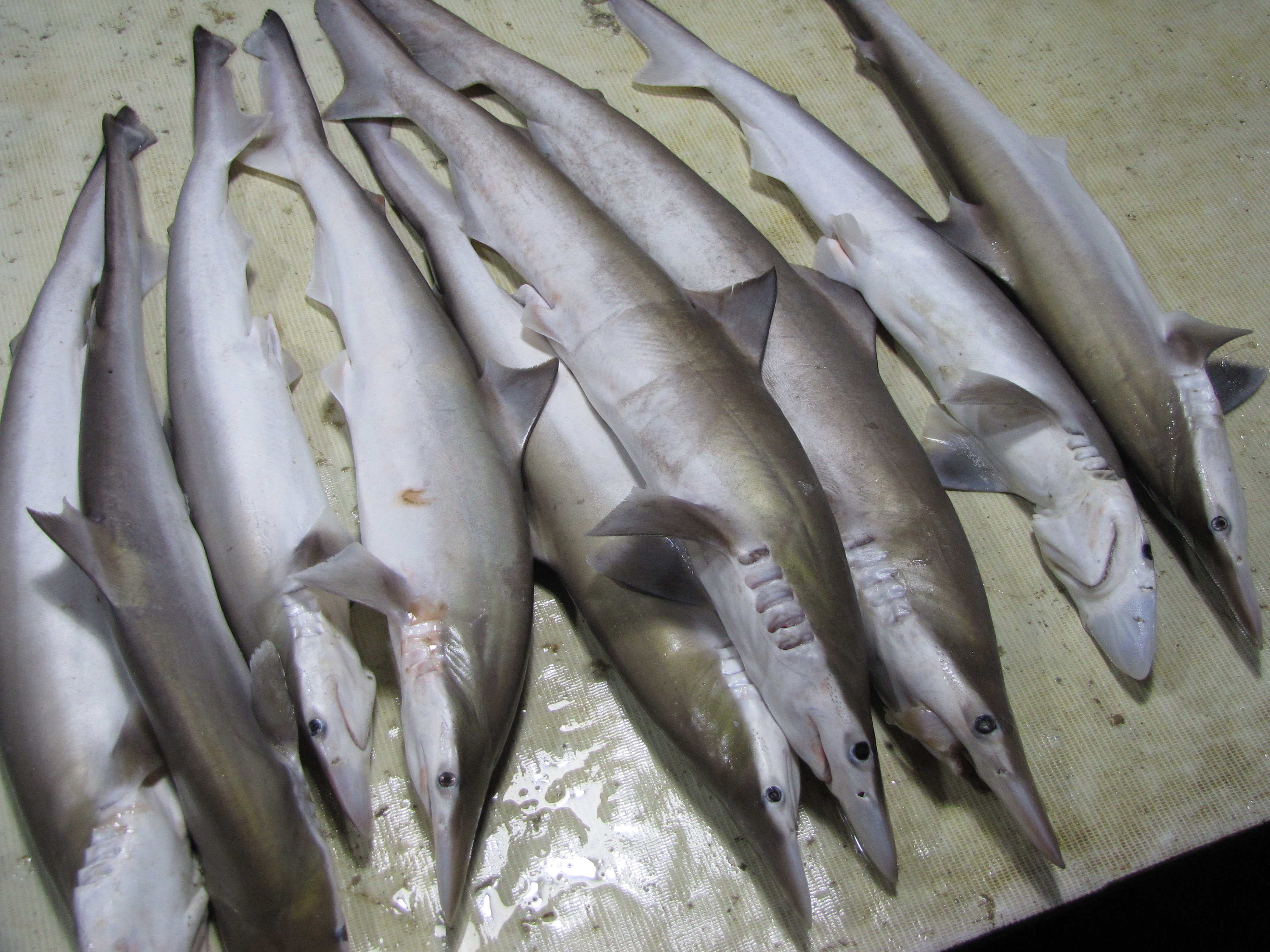 风雨过后的北海市海鲜市场异常冷清