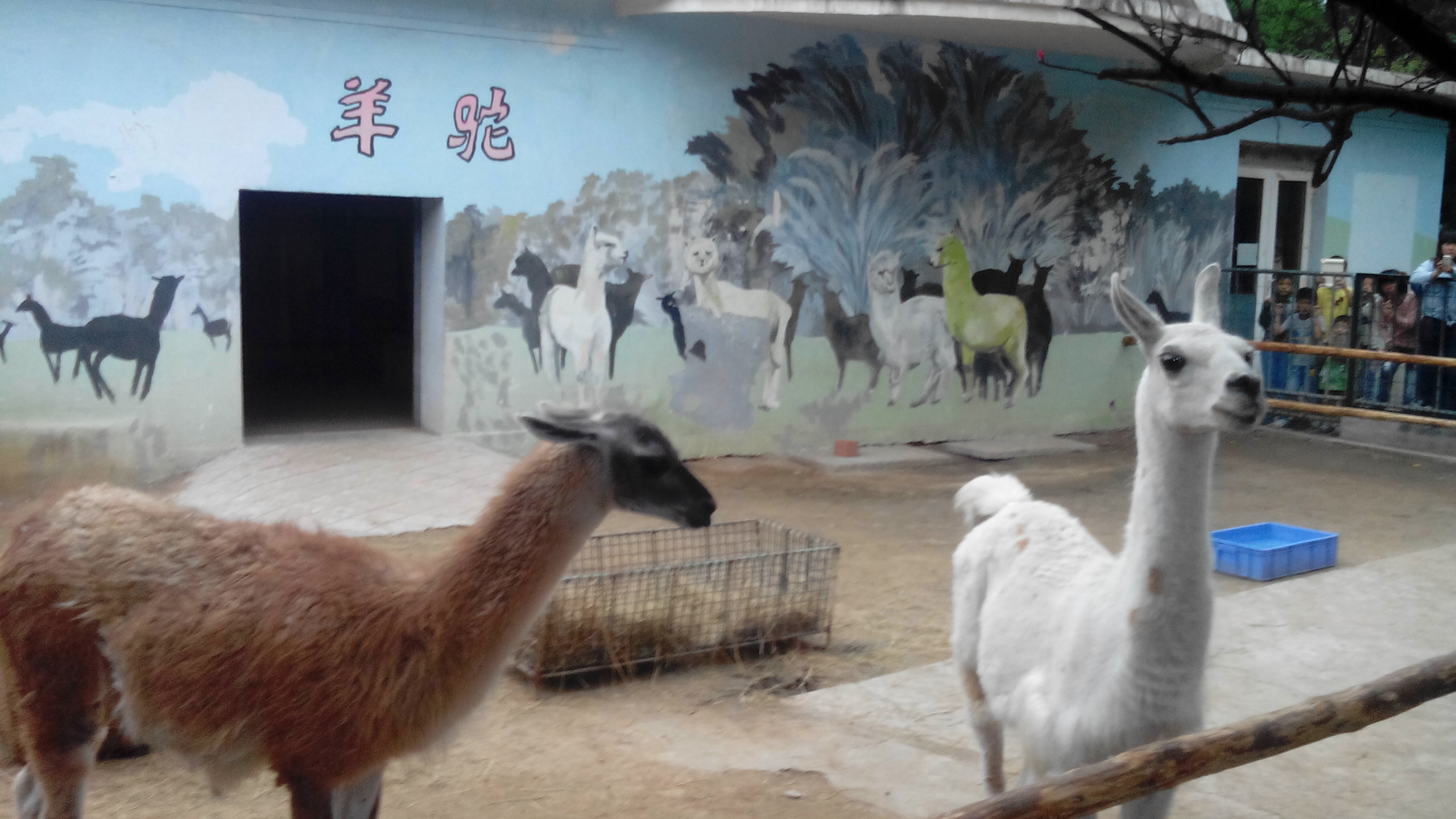 午休了一下,下午去了濟南動物園,10月1號公園免費.