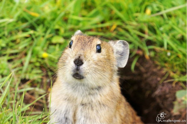 卖萌的草原地鼠(二)这是我闺女苦等一小时拍到的