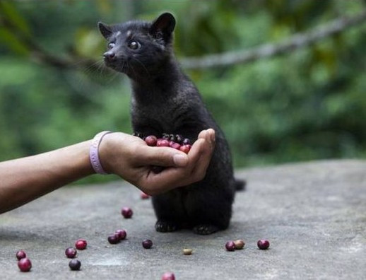 品巴厘岛最好的金兔黄金咖啡