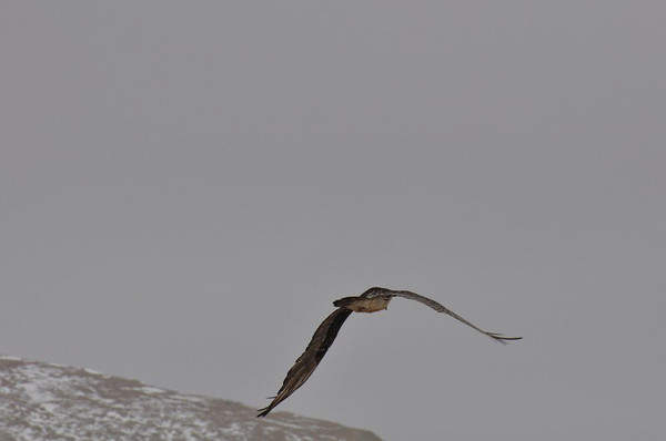 梦境奇遇，我变成了一只自由飞翔的鸟