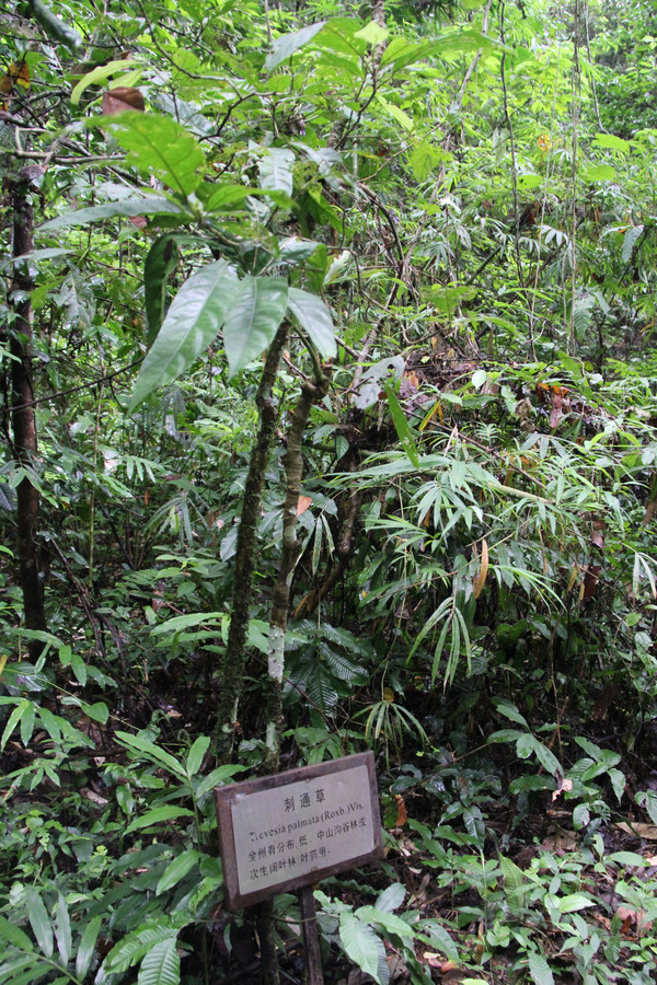 走在路上一個克木族小夥從樹這邊盪到樹那邊,展示技能 熱帶雨林的植物