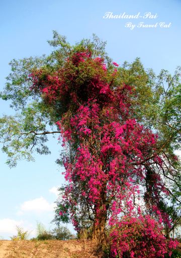 路边的一颗大树上.垂垂的挂著这许多玫红色的花.世外桃源啊.