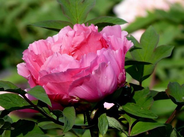 2014年大连百花迎春游园会