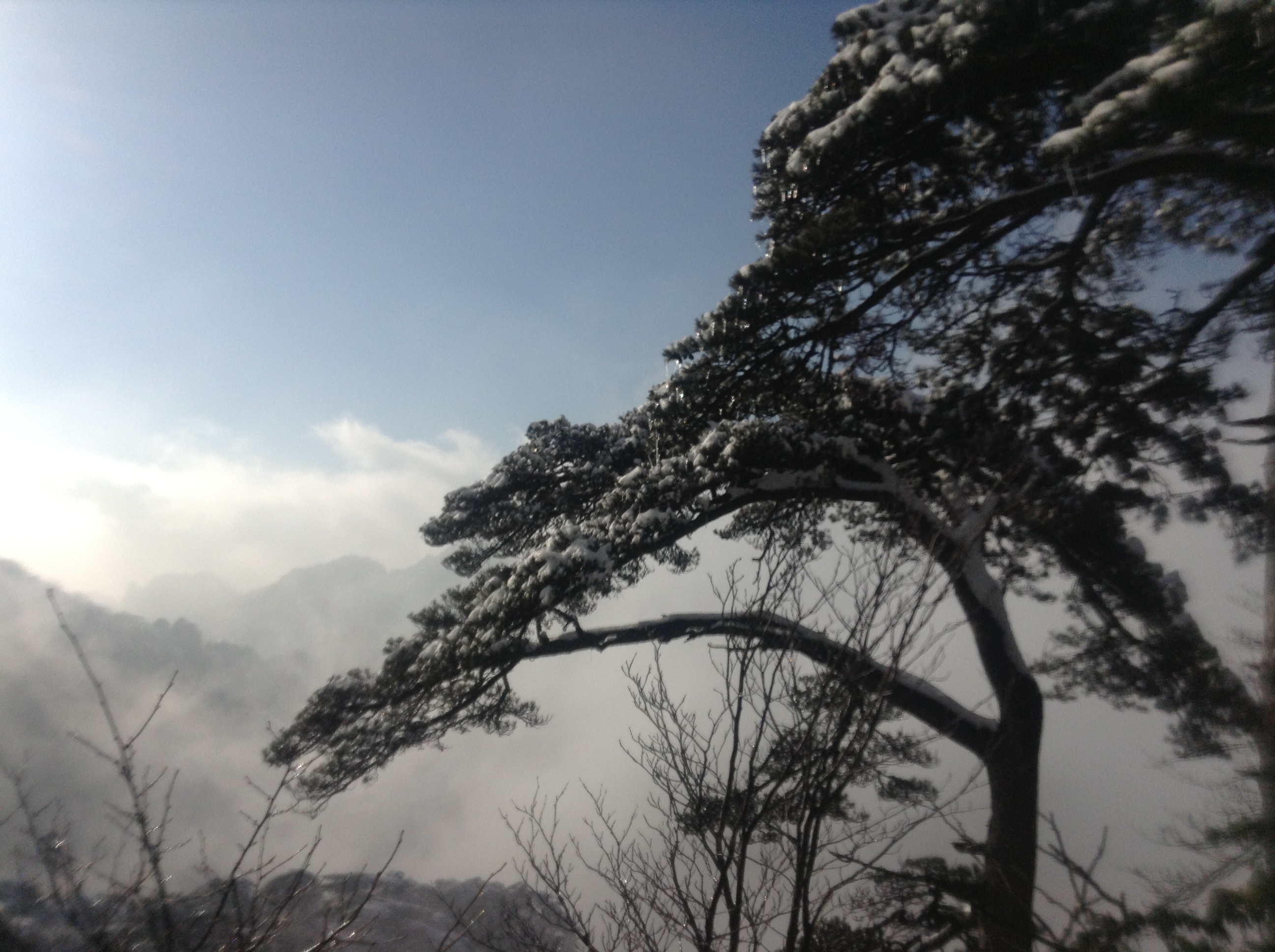 松树云海 黄山